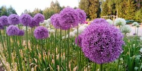 Allium 'Gladiator' Лук